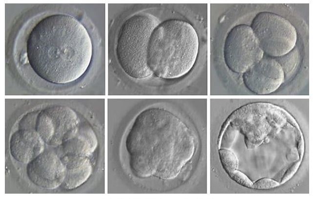fert-egg-few-cells